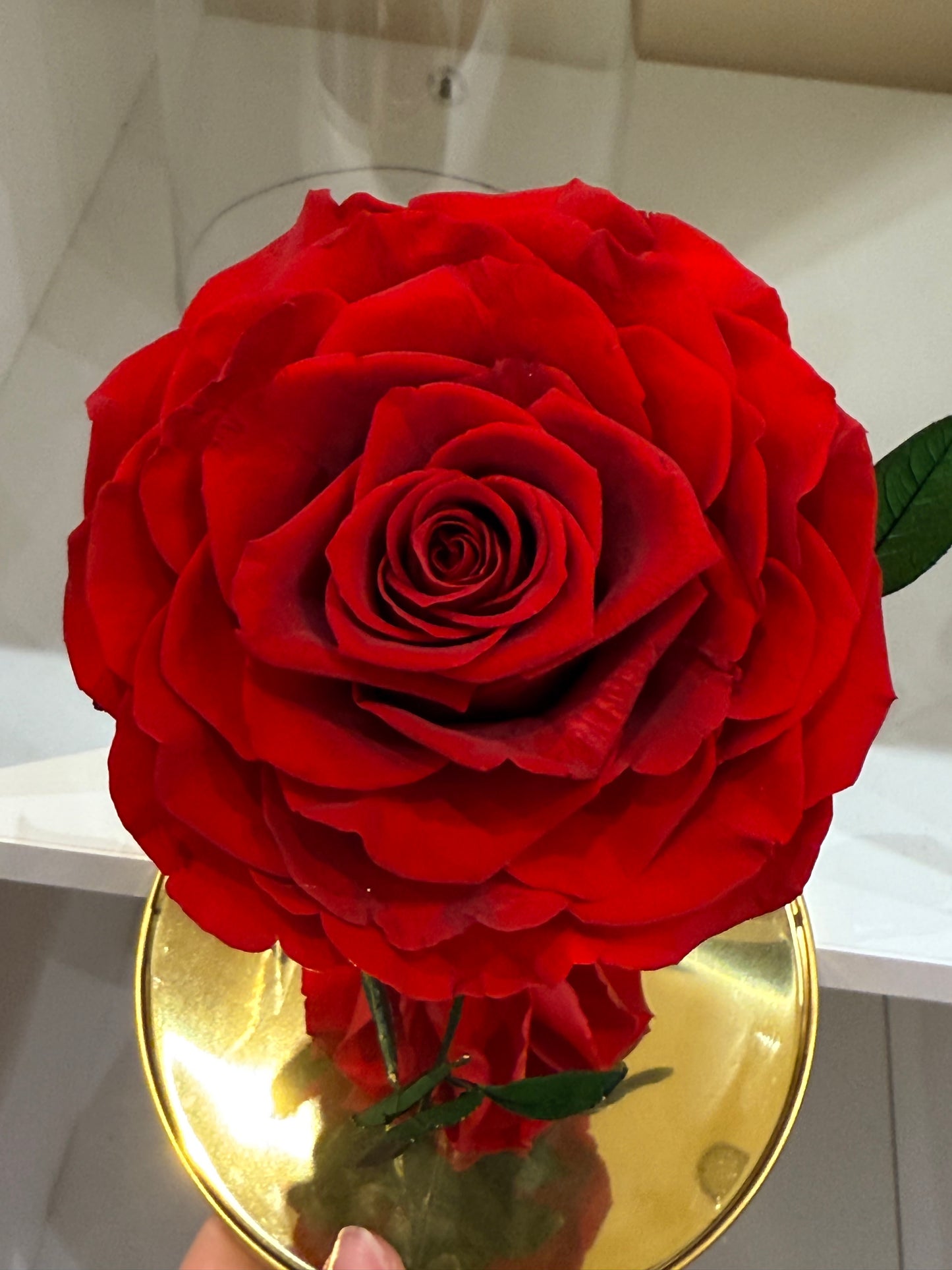 Rose Éternelle Rouge sous Cloche – Cadeau Romantique à Paris