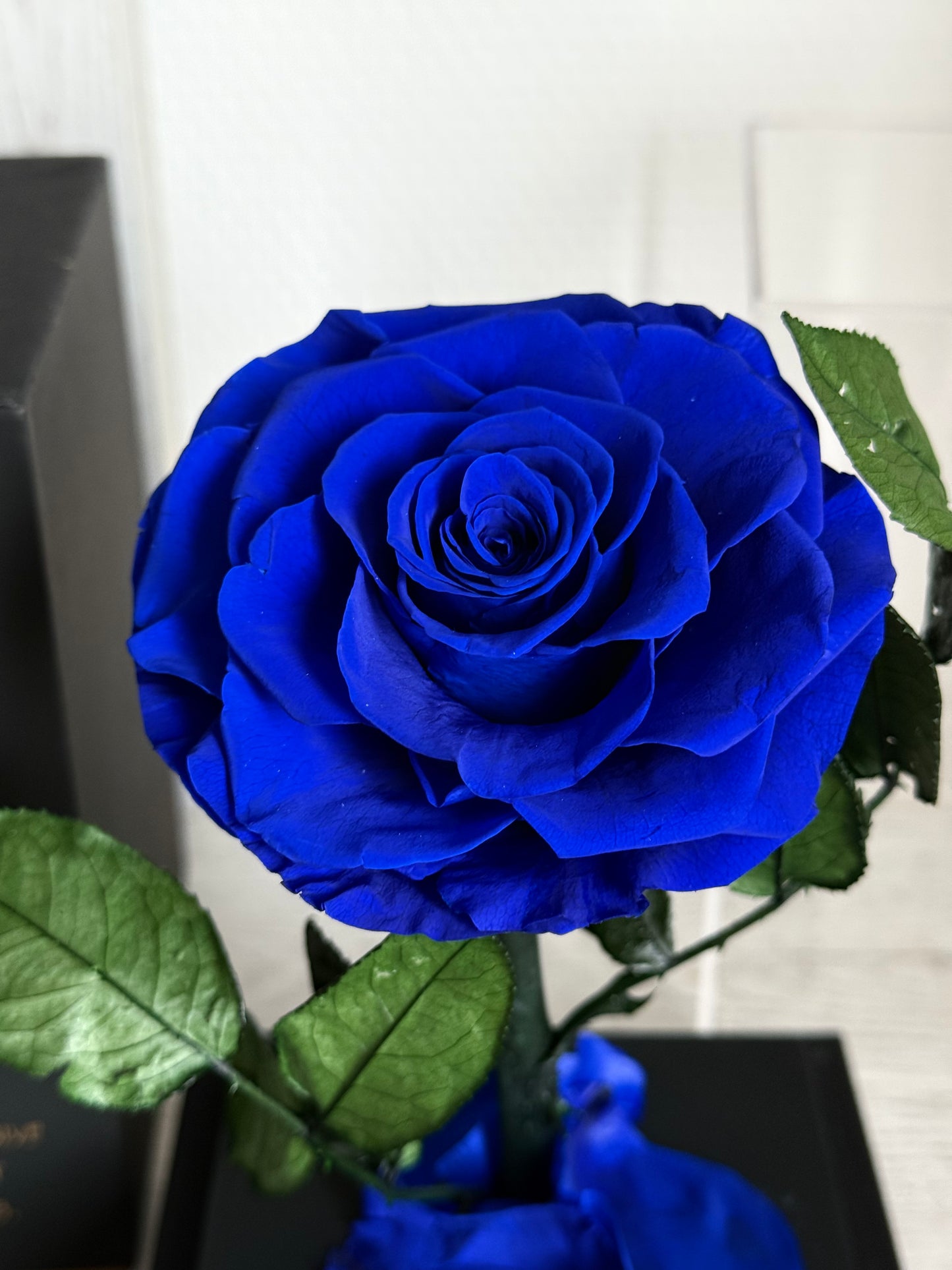 Rose éternelle sous cloche Rouge 12*22cm