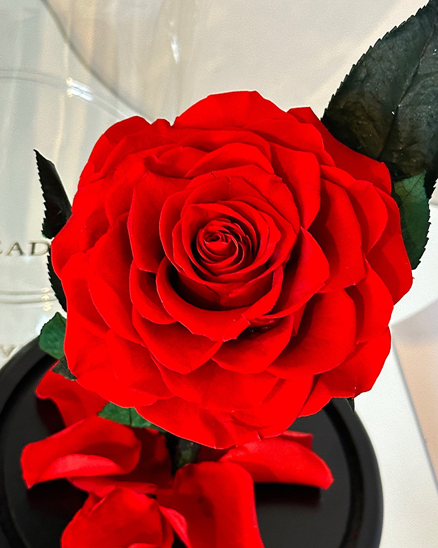 Rose éternelle sous cloche