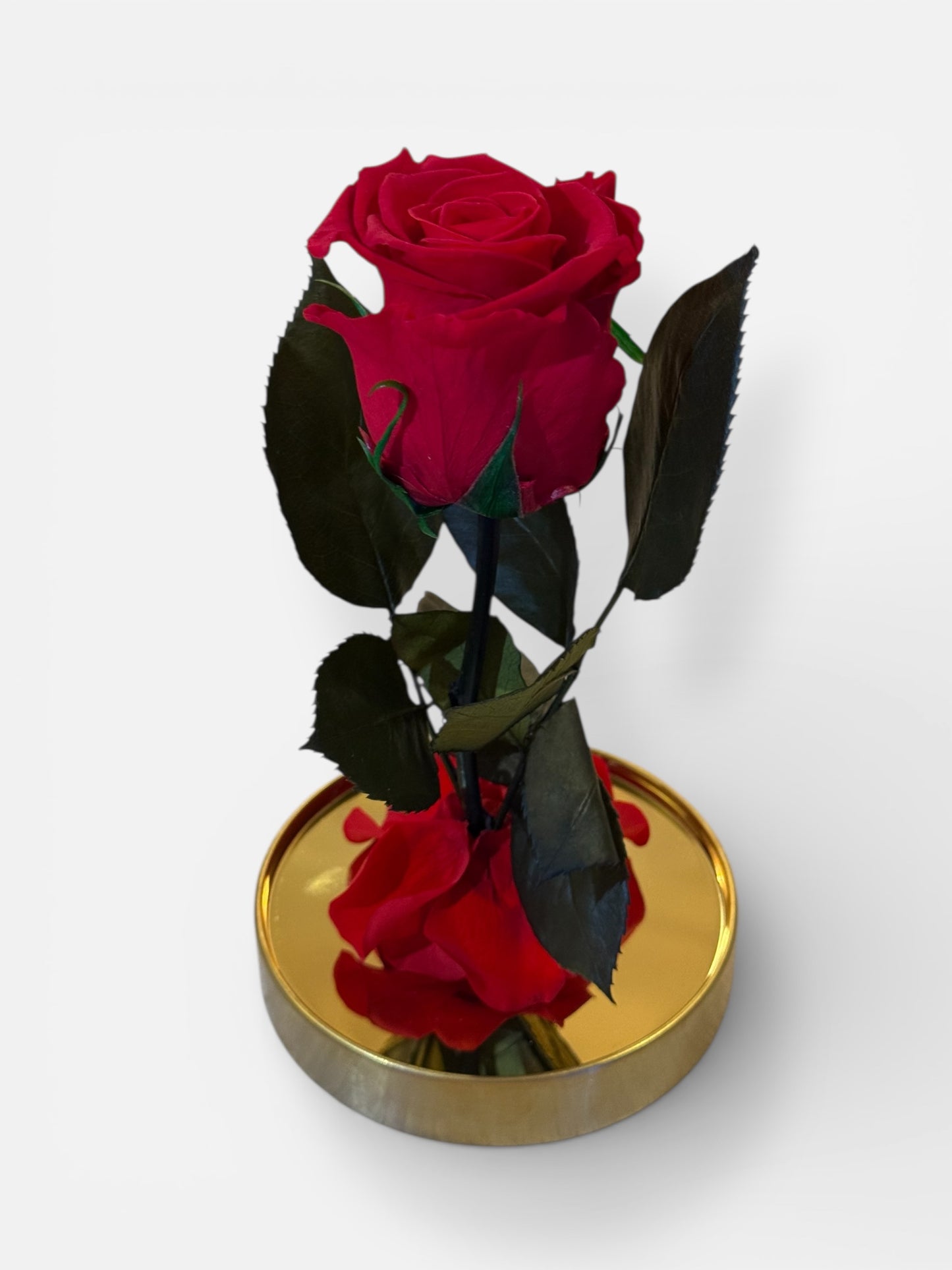 Rose éternelle rouge sous cloche en verre