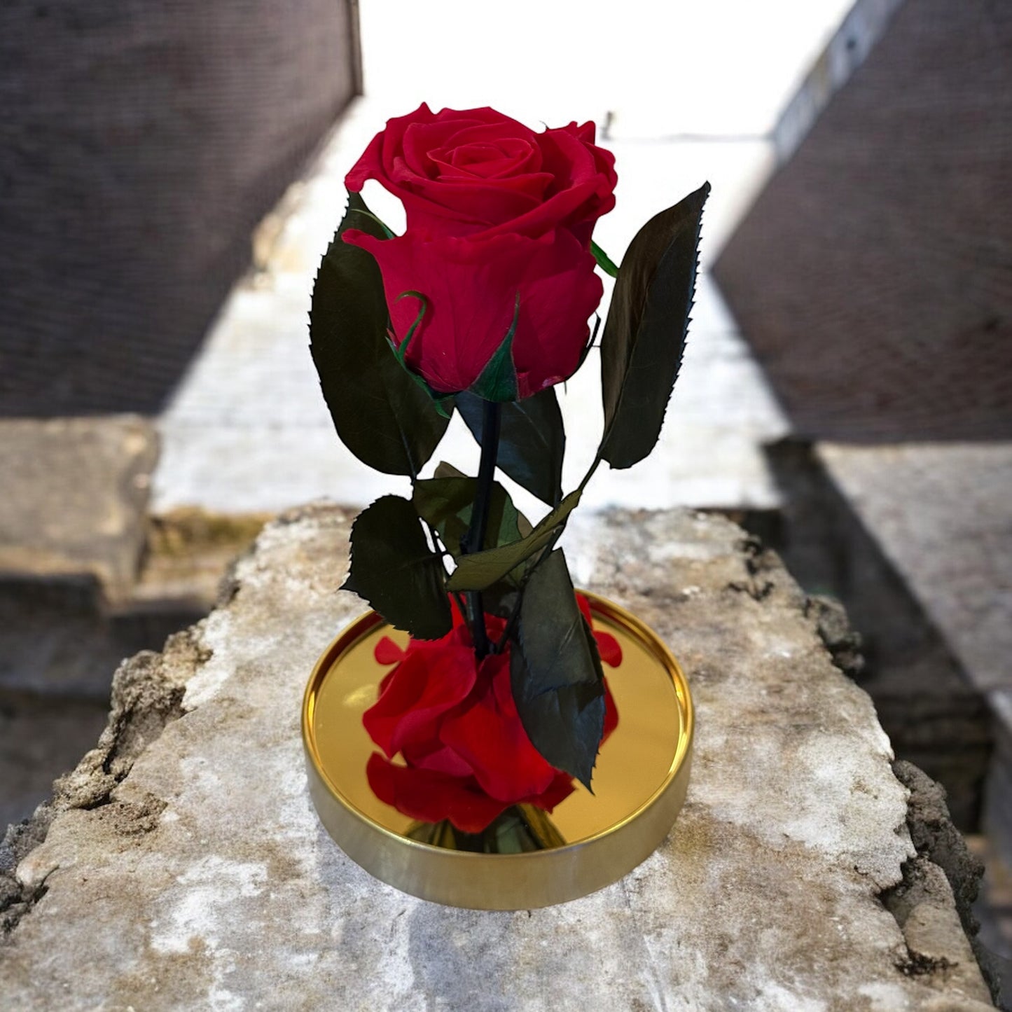 Rose éternelle rouge sous cloche en verre