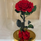 Rose Éternelle Rouge sous Cloche – Cadeau Romantique à Paris