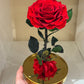 Rose Éternelle Rouge sous Cloche – Cadeau Romantique à Paris