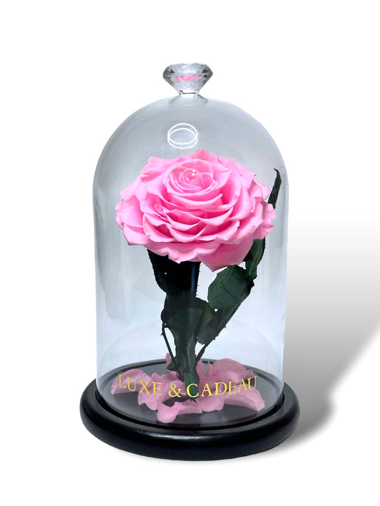 Rose éternelle sous cloche 22cm