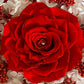 Rose éternelle