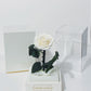 Rose eternelle sous cloche Blanche 12*22cm