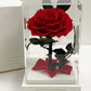 Rose éternelle sous cloche 12*20cm
