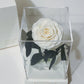 Rose eternelle sous cloche Blanche 12*22cm