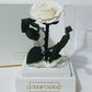 Rose eternelle sous cloche Blanche 12*22cm